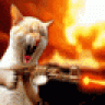 Der Kater