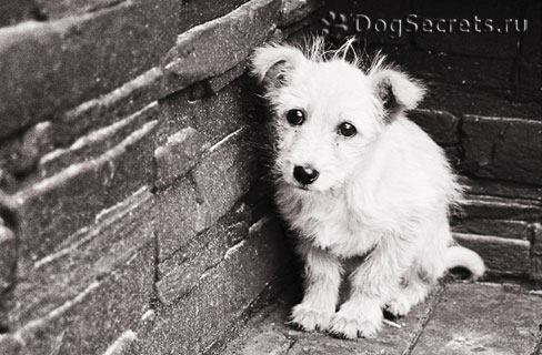 doghunter2.jpg
